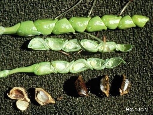 теосинте - возможный предок кукурузы