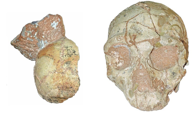 Фрагмент черепа неандертальца (справа) и кроманьонца (слева) возрастом в 210 тысяч лет