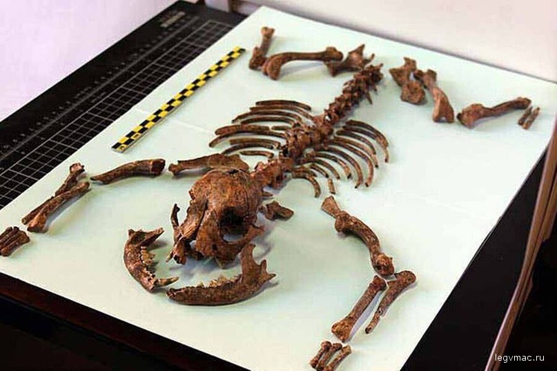Fossils of the Roman dog reveal its tiny stature and a healthy diet similar to its owners.