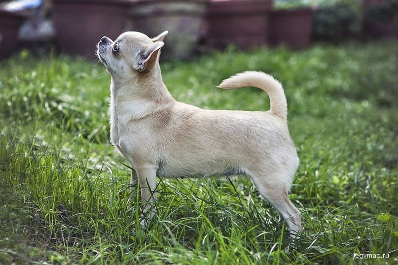 Archaeologists discovered that Romans kept a tiny dog breed similar to the modern “toy dogs.”