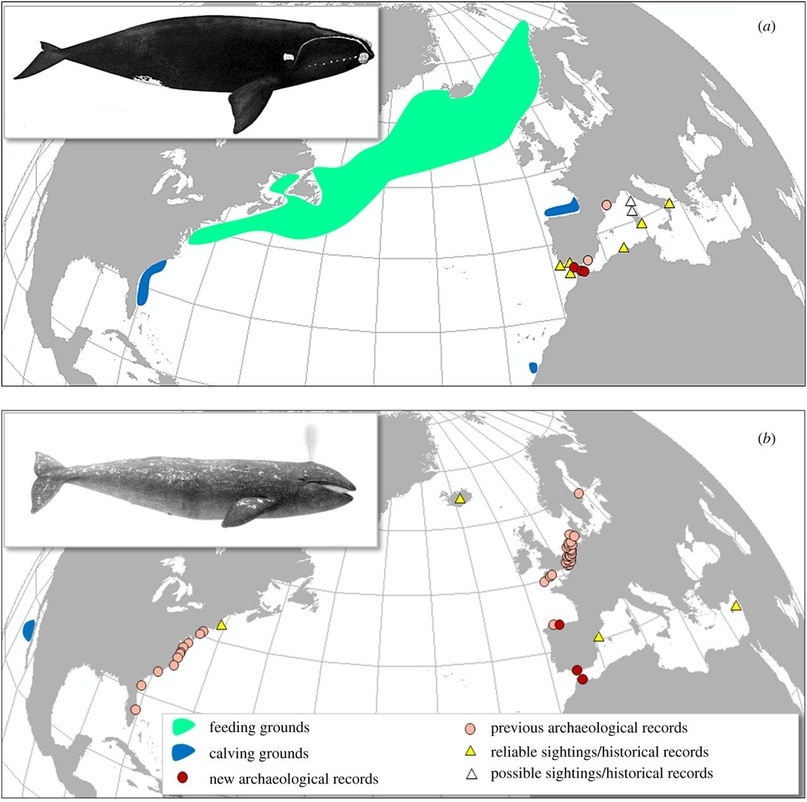 Summary of knowledge on the historical distribution of: (a) the North Atlantic right whale (Eubalaena glacialis), with a focus on records in the Mediterranean Sea and nearby Gibraltar area; and (b) the Atlantic population of the grey whale (Eschrichtius robustus), with current Pacific calving grounds illustrated for reference. Dark red circles correspond to the new archaeological records added by the present study. Details are in the electronic supplementary material, appendix S1. North Atlantic right whale illustration from the National Oceanic and Atmospheric Administration, United States, National Marine Fisheries Service (public domain); grey whale illustration from [16] (public domain). (Online version in colour.)