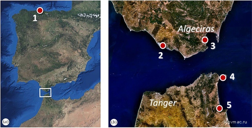 Location of the archaeological sites referred to in this study. (a) The location of La Campa de Torres, Asturias (1), and the general location of (b) (box). (b) The location of the four archaeological sites in the Strait of Gibraltar: (2) Baelo Claudia, Tarifa; (3) Iulia Traducta, Algeciras; (4) Septem, Ceuta; and (5) Tamuda, Tetouan. Satellite images from the National Aeronautics and Space Administration World Wind (open source). (Online version in colour.)